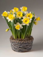 Attraction Potted Daffodils