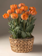 Orange Princess Potted Tulips