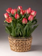 Spryng Break Potted Tulips