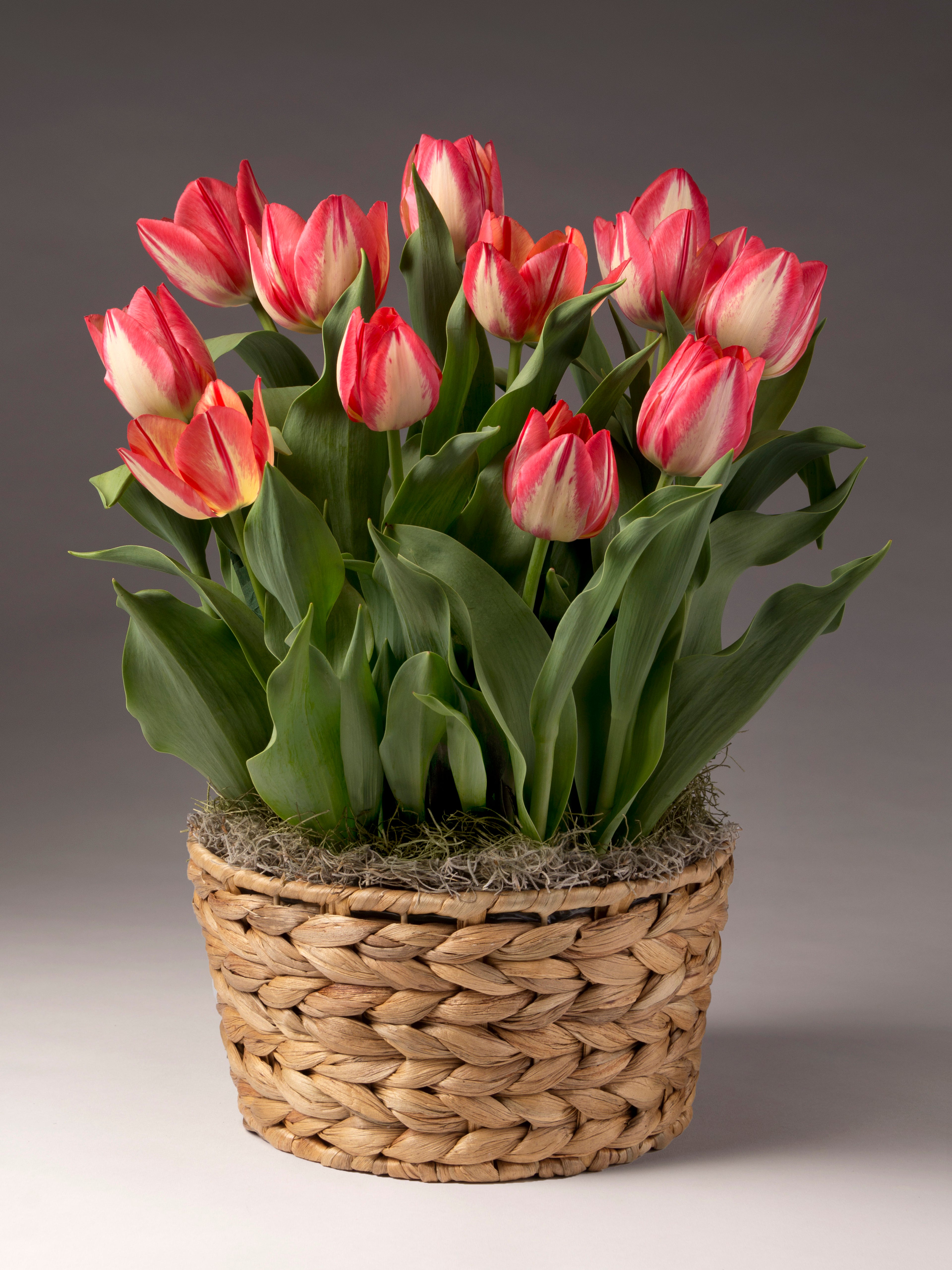 Spryng Break Potted Tulips