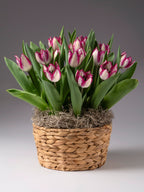 Yasmine Potted Tulips