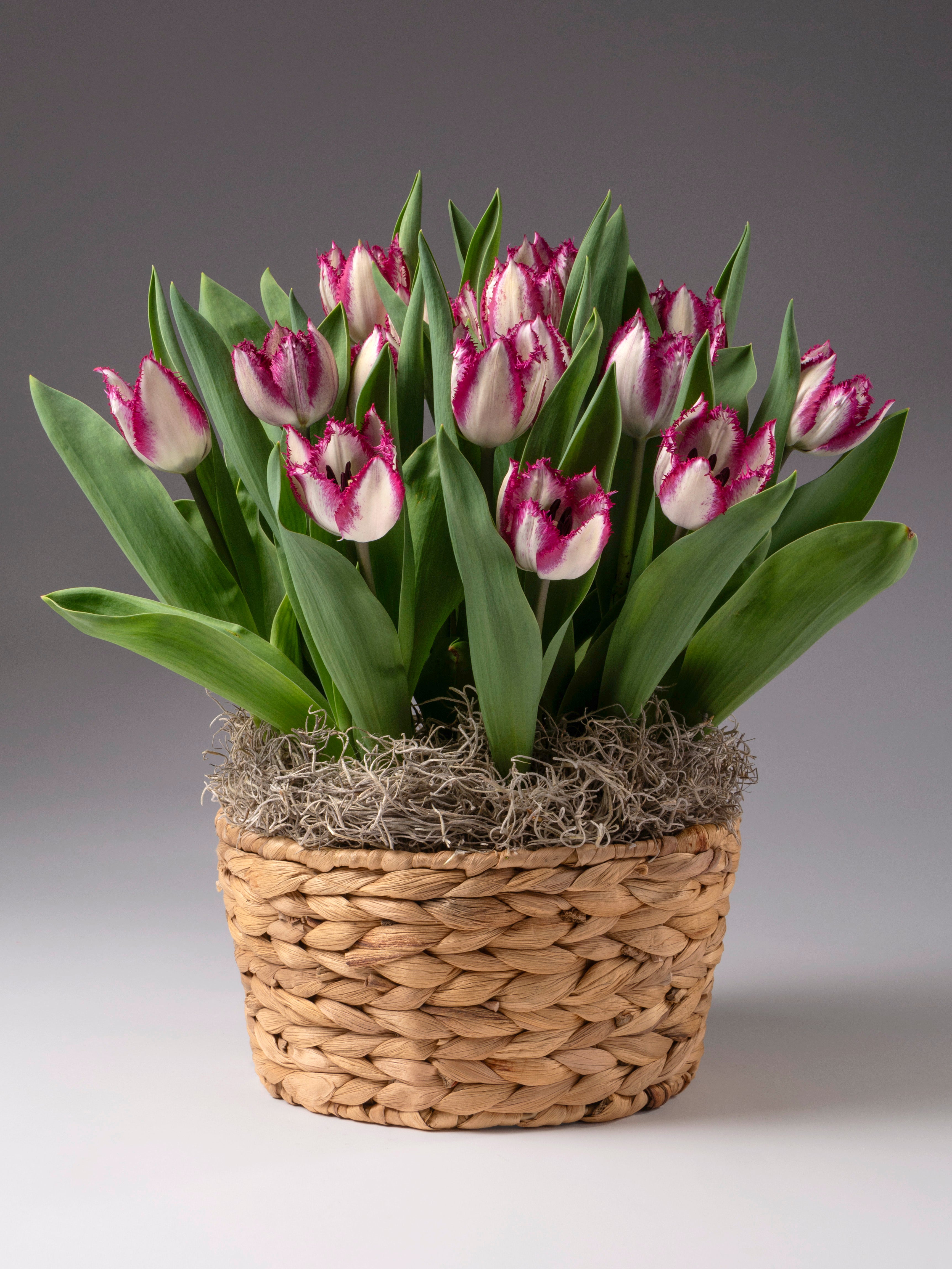 Yasmine Potted Tulips