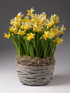 Spring Sunshine Potted Daffodils