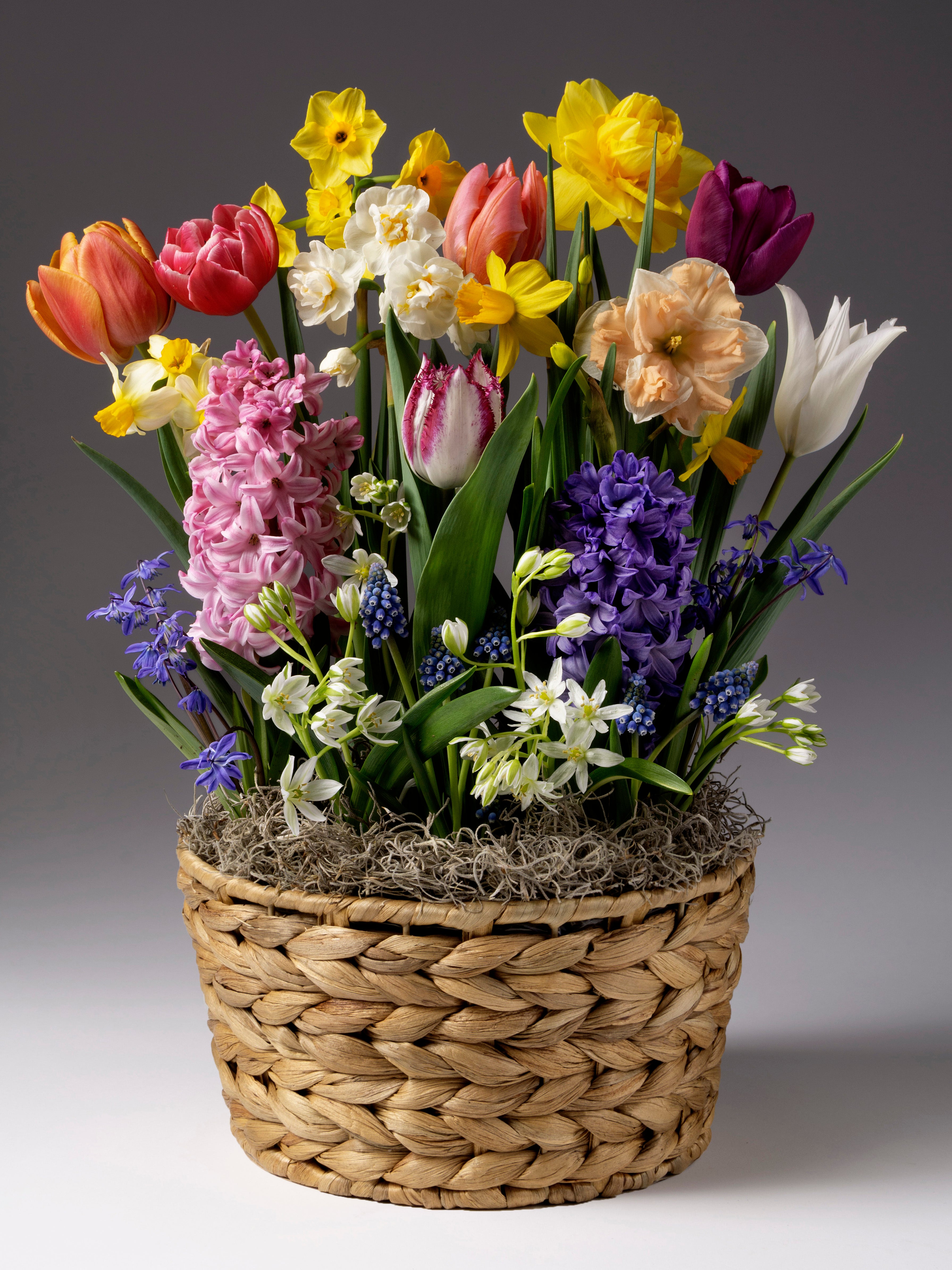 Mixed bulb garden blooming together in a woven basket