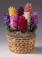 Multicolor hyacinths blooming in a woven basket