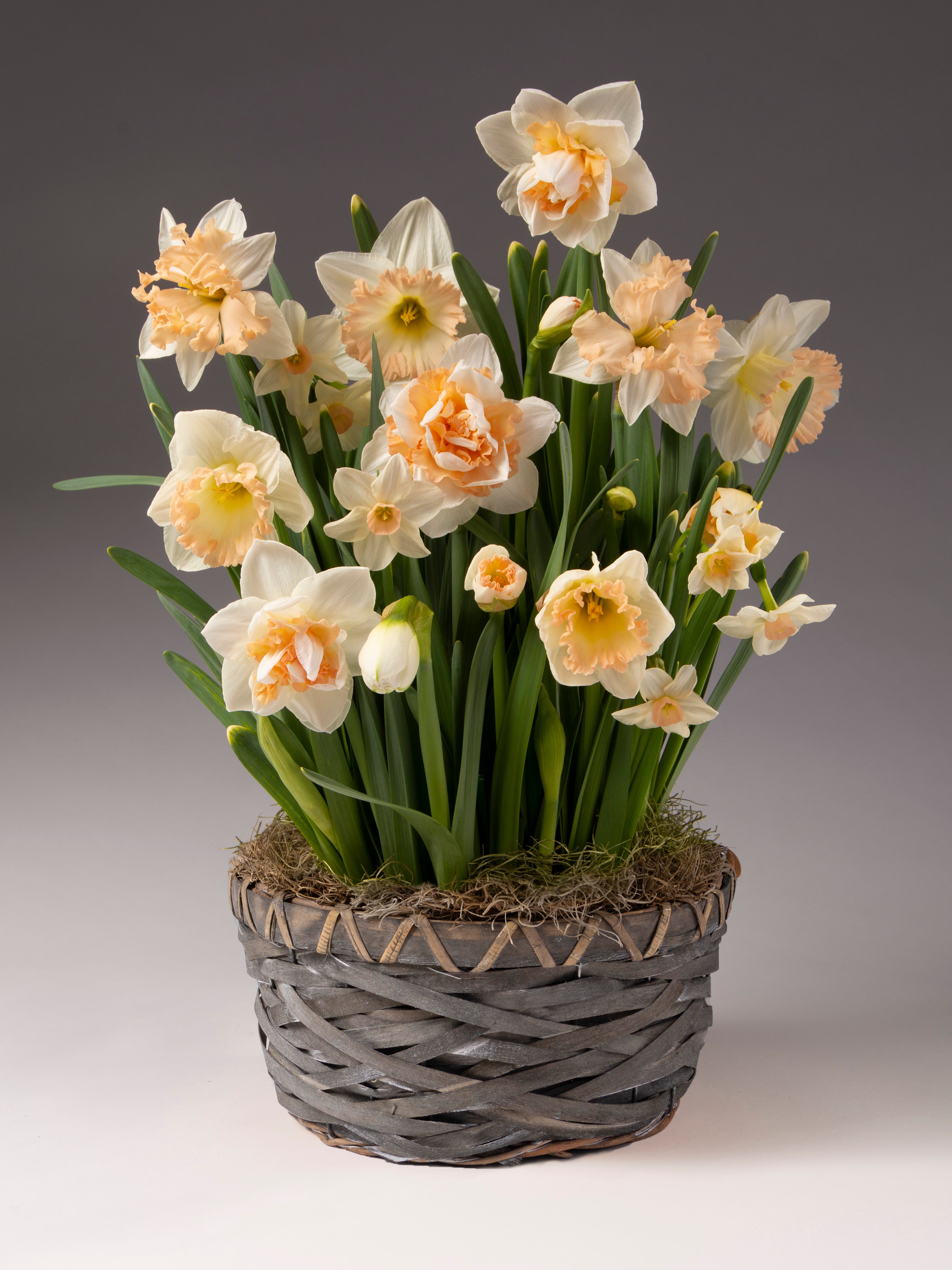 Peachy Potted Daffodil Mix