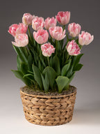 Foxtrot Potted Tulips