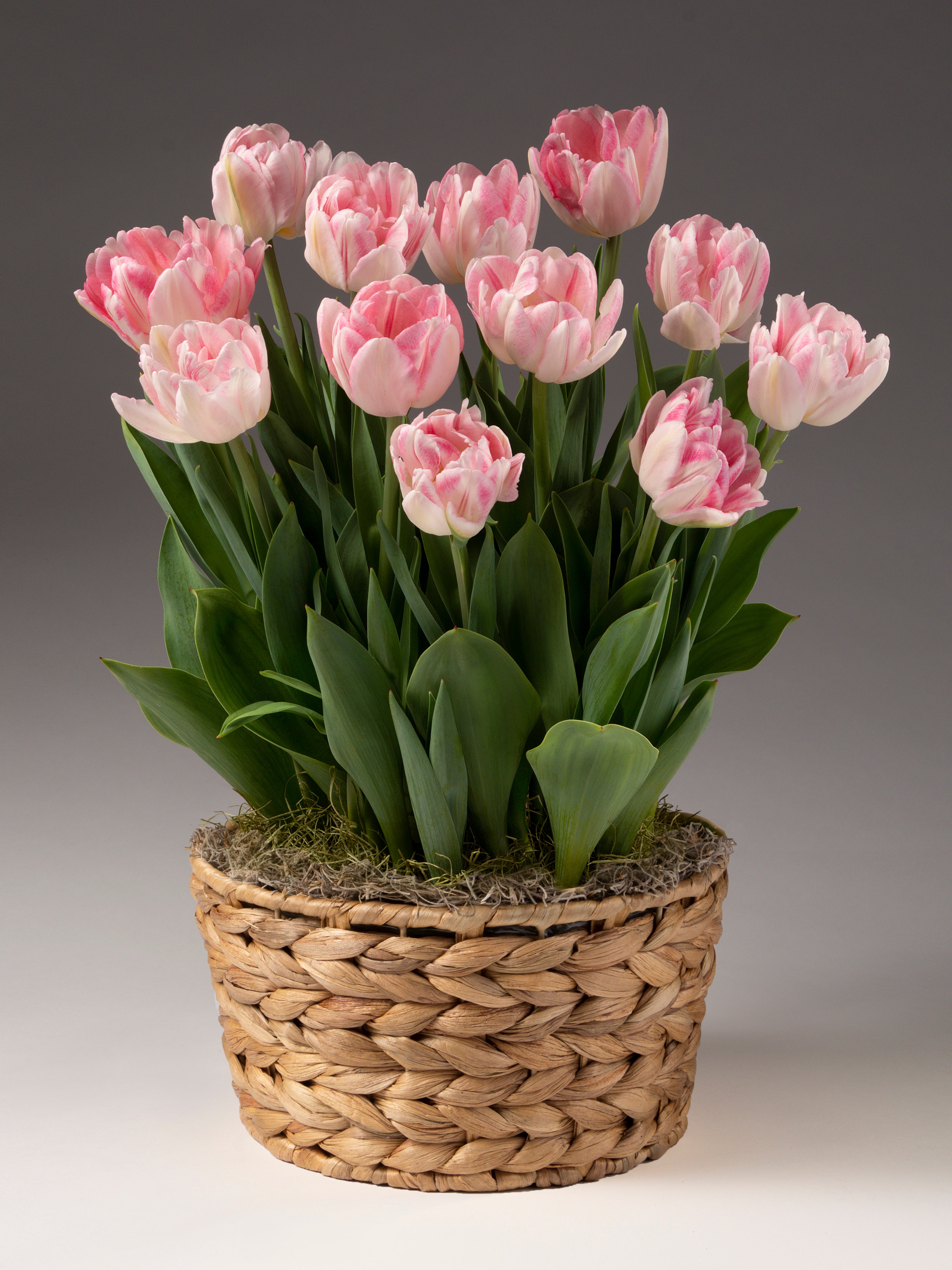 Foxtrot Potted Tulips