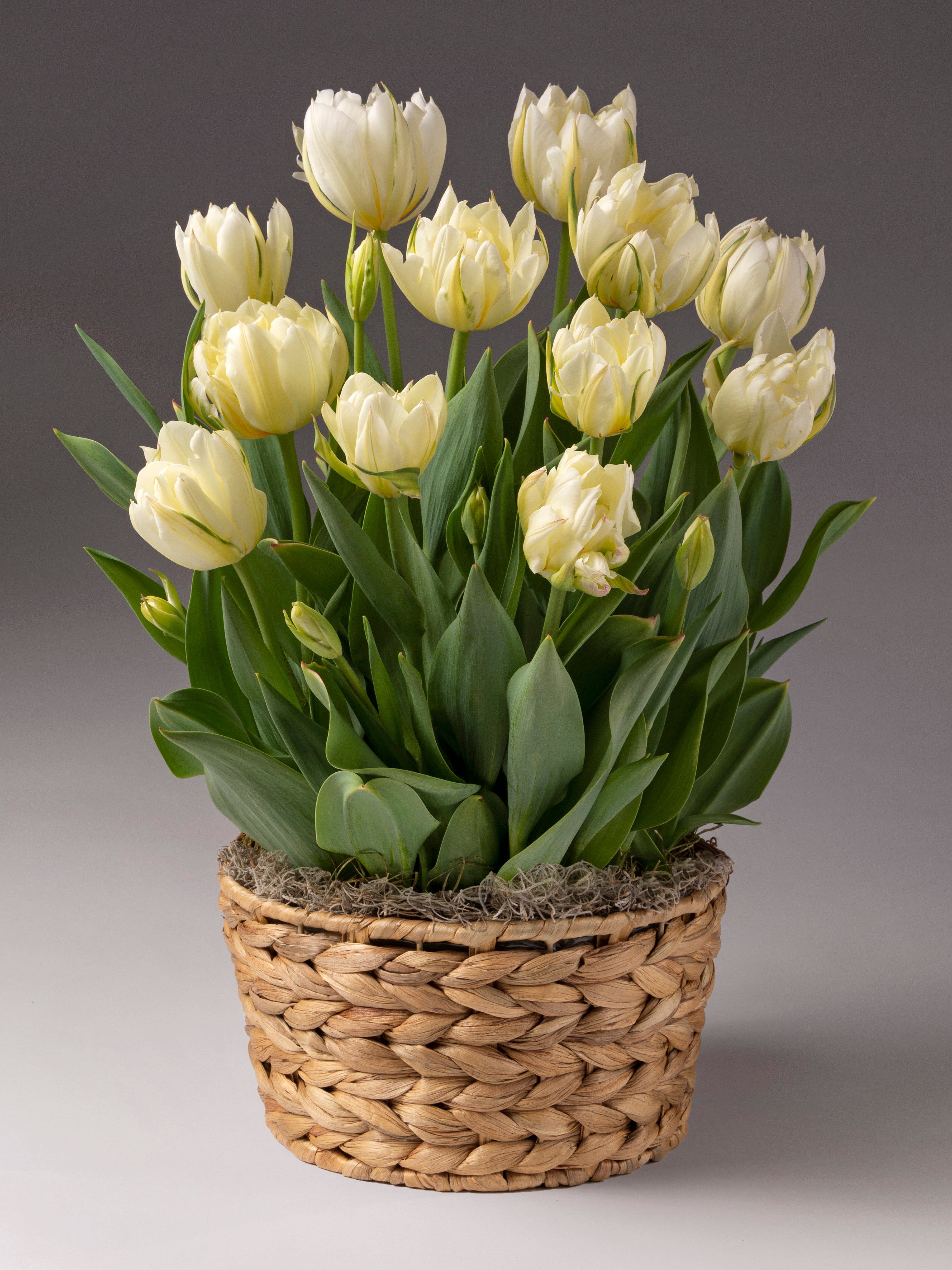 Pale yellow tulips blooming in woven basket