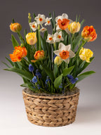 Citrus Twist Mixed Bulb Garden