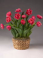 Columbus Potted Tulips