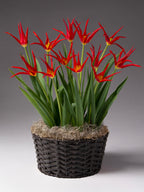 GoGo Red Potted Tulips