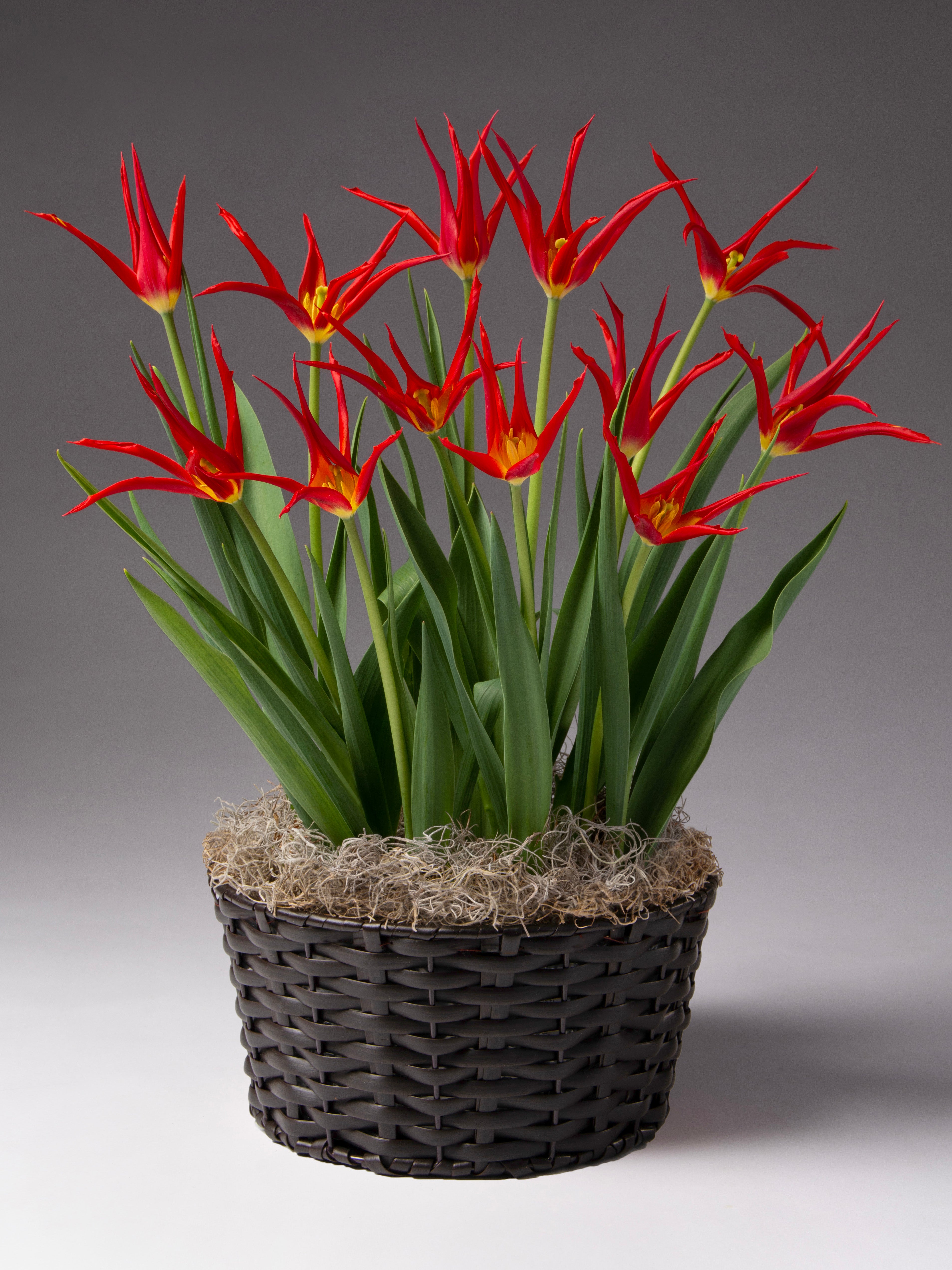 GoGo Red Potted Tulips