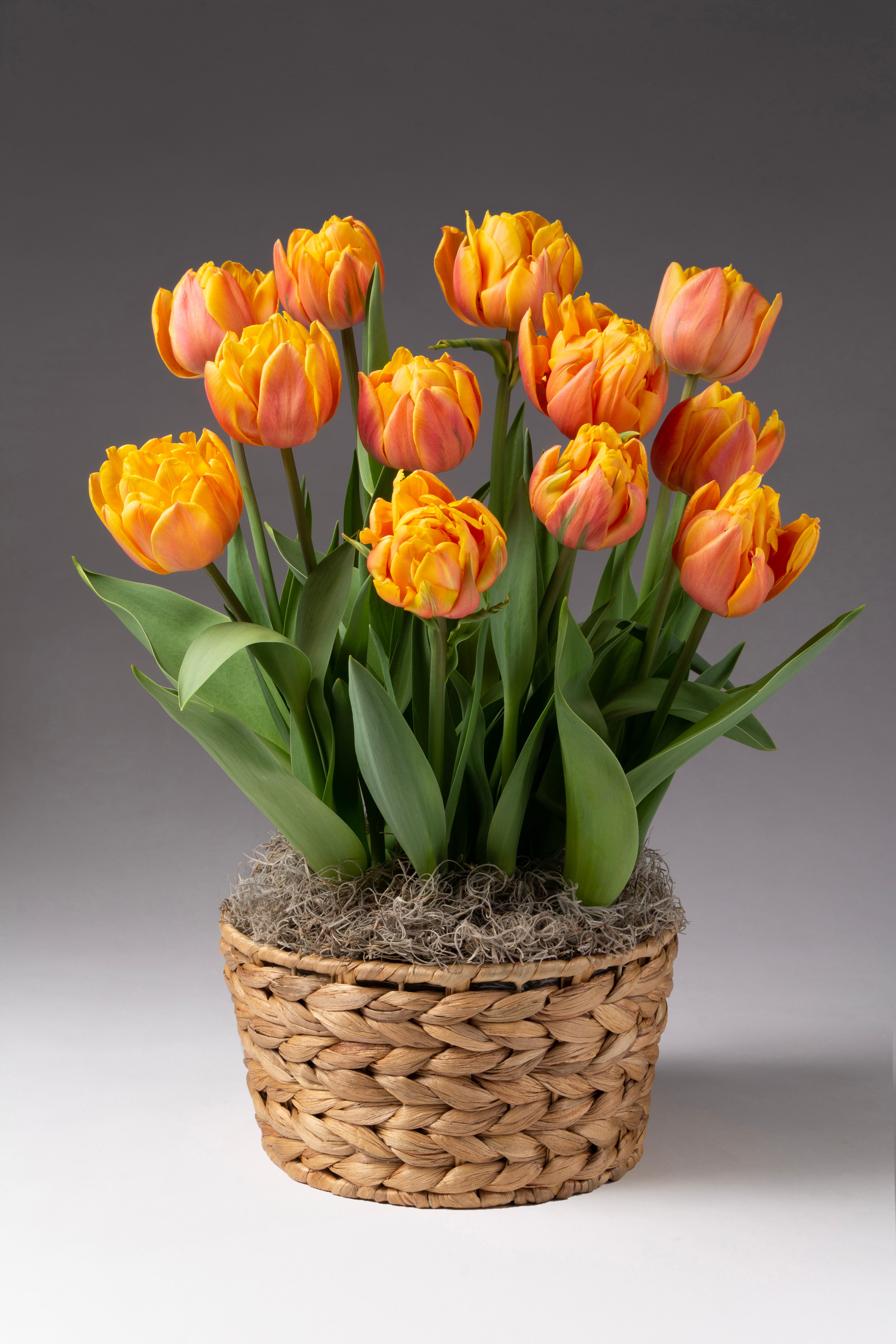 Freeman Potted Tulips