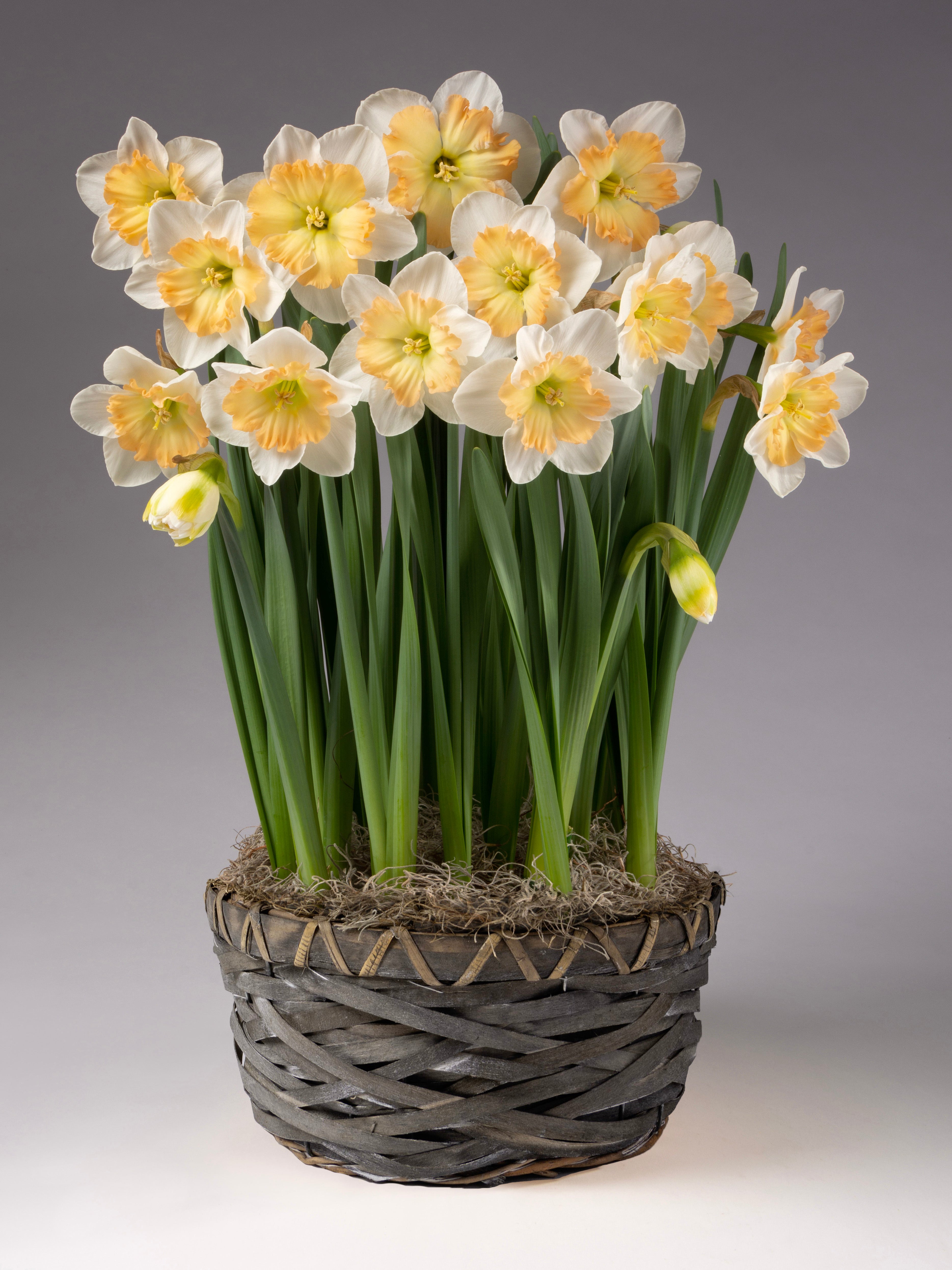 daffodil potted plant Drama Queen Potted Daffodils