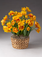 Monsella Potted Tulips