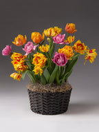 Sunset Potted Double Tulip Mix