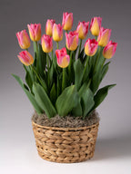 Tom Pouce Potted Tulips