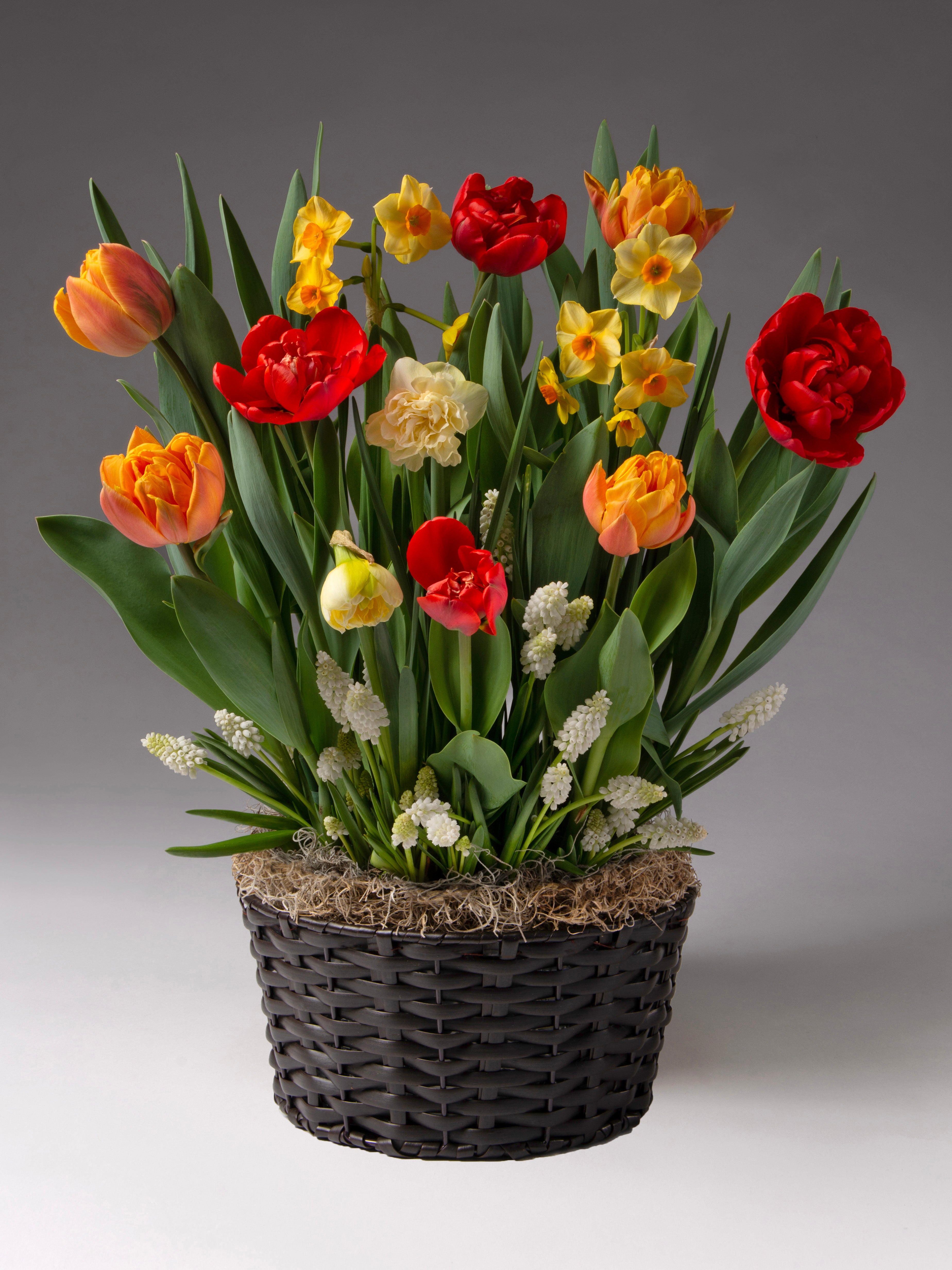 Hot Tamale Mixed Bulb Garden