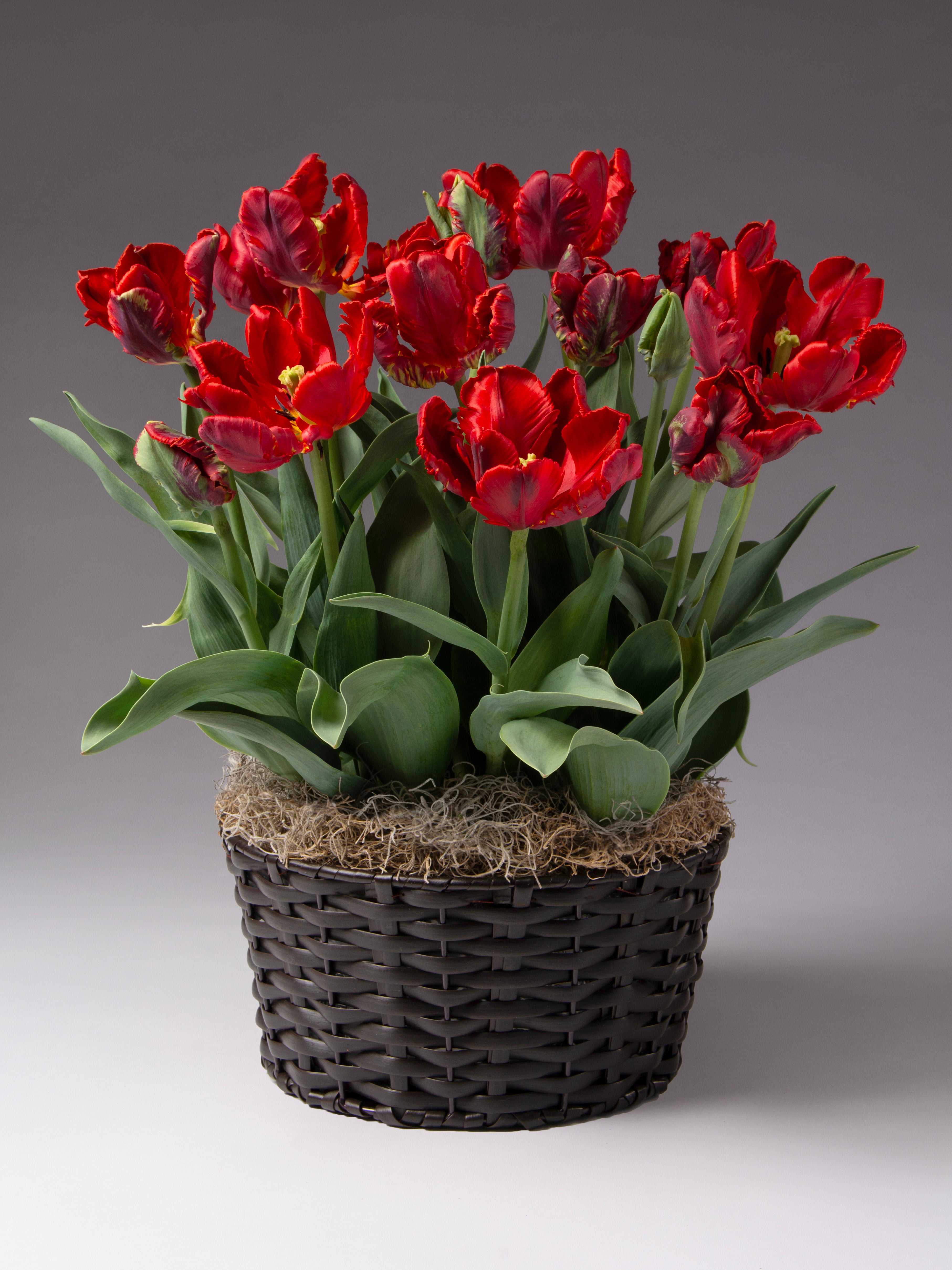 Rococo Potted Tulips