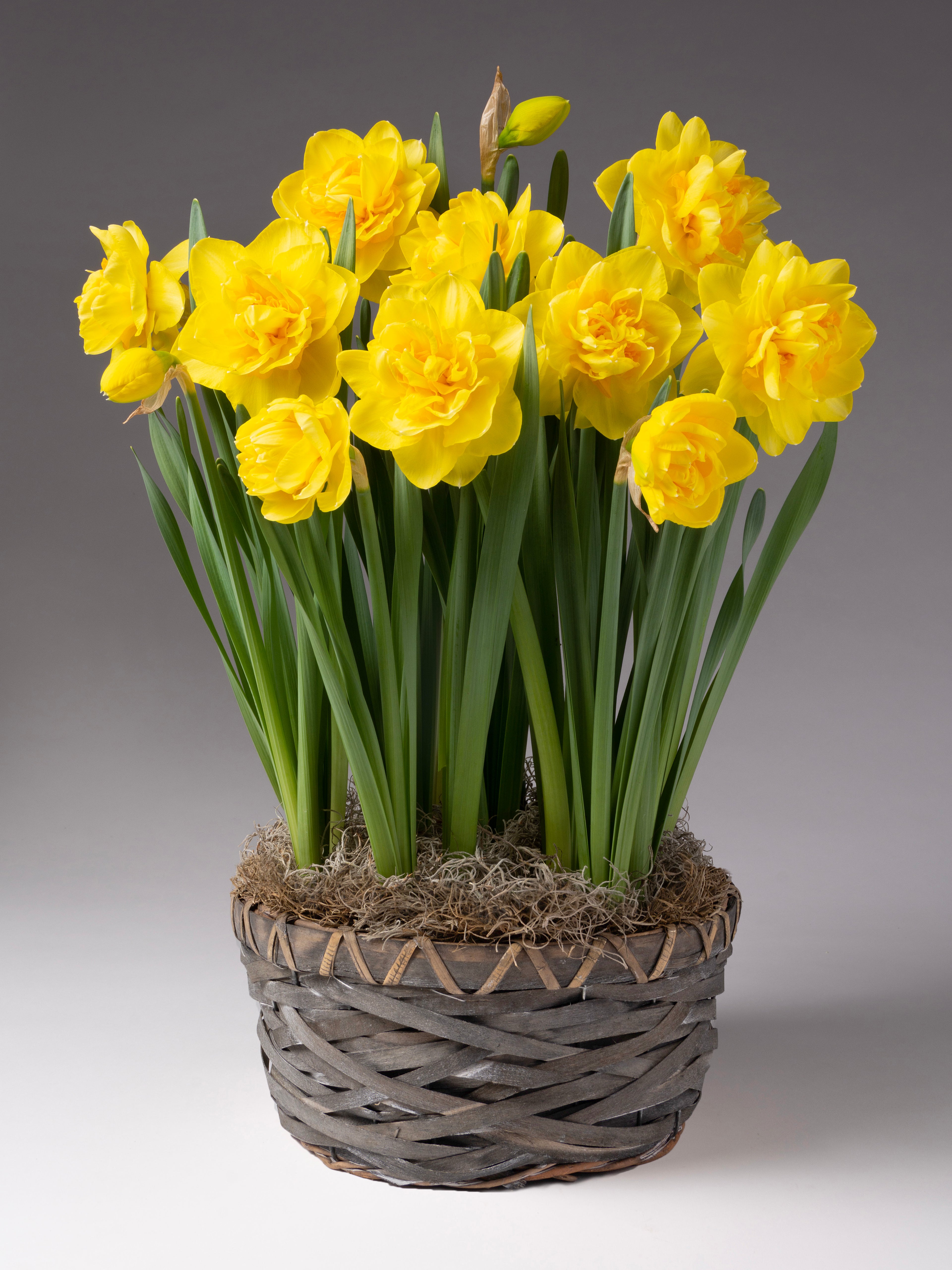 Sherborne Potted Daffodils