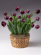 Jackpot Potted Tulips