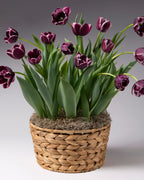 Purple tulips with white edges blooming in woven basket