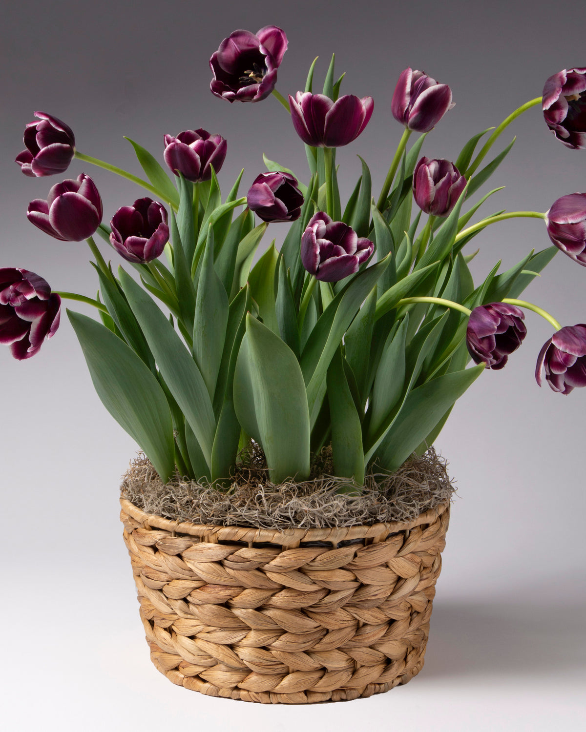 Purple tulips with white edges blooming in woven basket