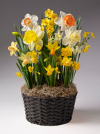 Serendipity Potted Daffodil Mix