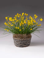 Twinkling Yellow Potted Daffodils