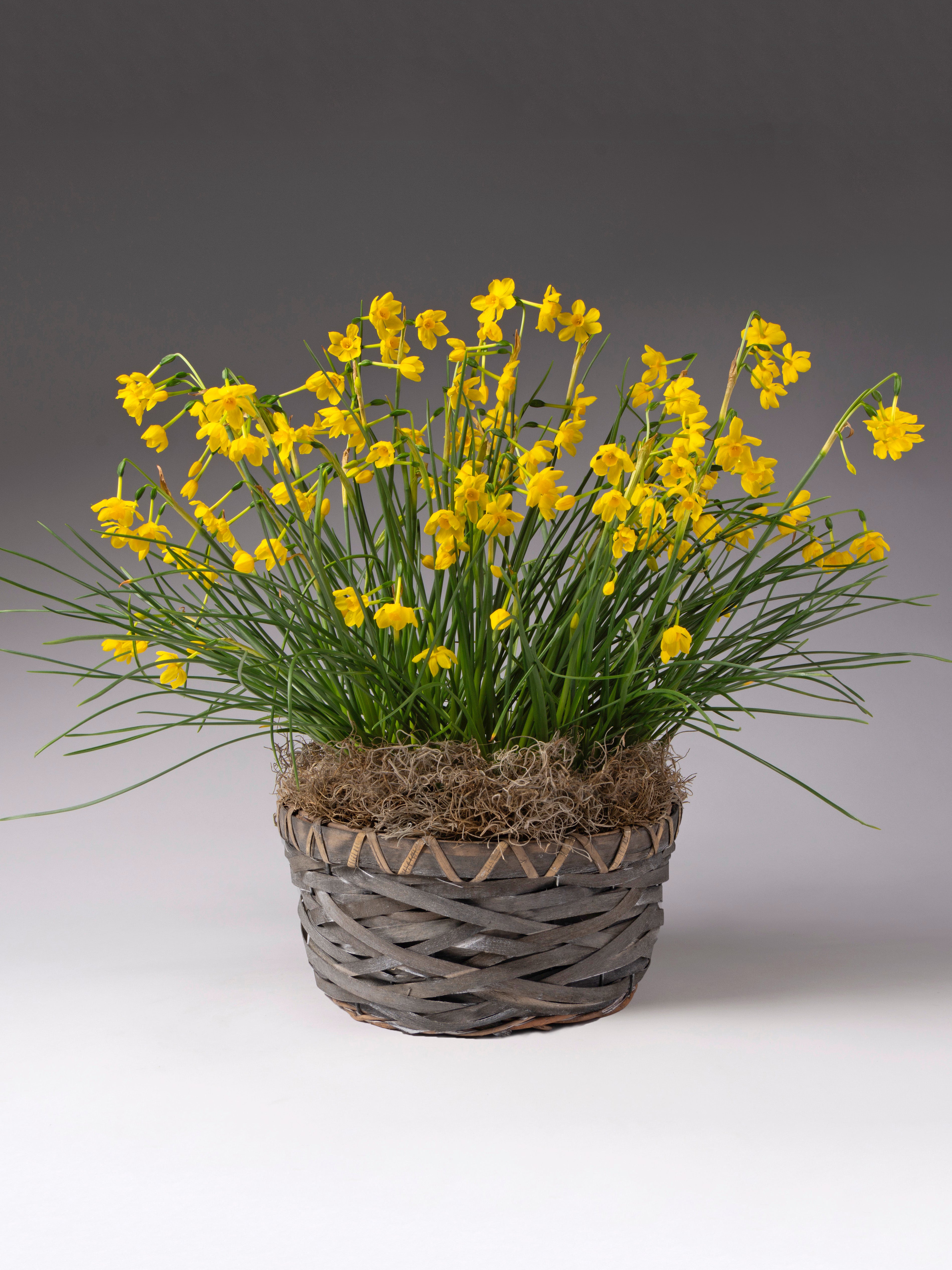 Twinkling Yellow Potted Daffodils