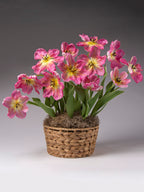 Silver Parrot Potted Tulips