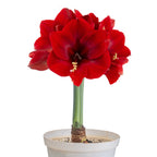 The Maraschino Amaryllis features large, vibrant red blooms and a tall green stem in a pot, displayed against a white background.