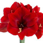 A close-up of the Maraschino Amaryllis reveals its vibrant, overlapping petals and yellow-tipped stamens, beautifully displayed against a white background.