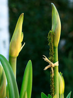 Close-up of green amaryllis buds with long leaves and a flower stem tied with string, set against a blurred dark green garden background.