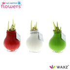 Three waxed amaryllis bulbs in red, white, and green colors, arranged in a row with green amaryllis buds emerging. 'No Water Flowers' branding appears on the white background.