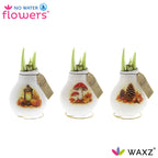 Three white waxed amaryllis bulbs with autumn-themed designs and 'No Water Flowers' branding.