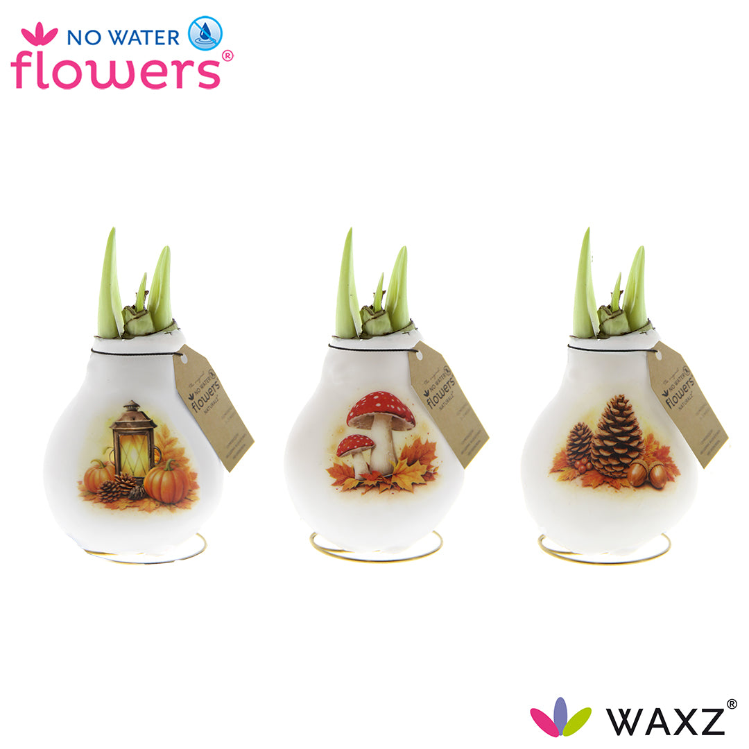 Three white waxed amaryllis bulbs with autumn-themed designs and 'No Water Flowers' branding.