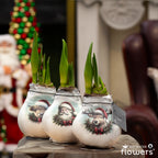 Three white waxed amaryllis bulbs featuring images of santa claus, a reindeer, and a highland cow all in santa hats. Bulbs are arranged in a row and green amaryllis sprouts are emerging.