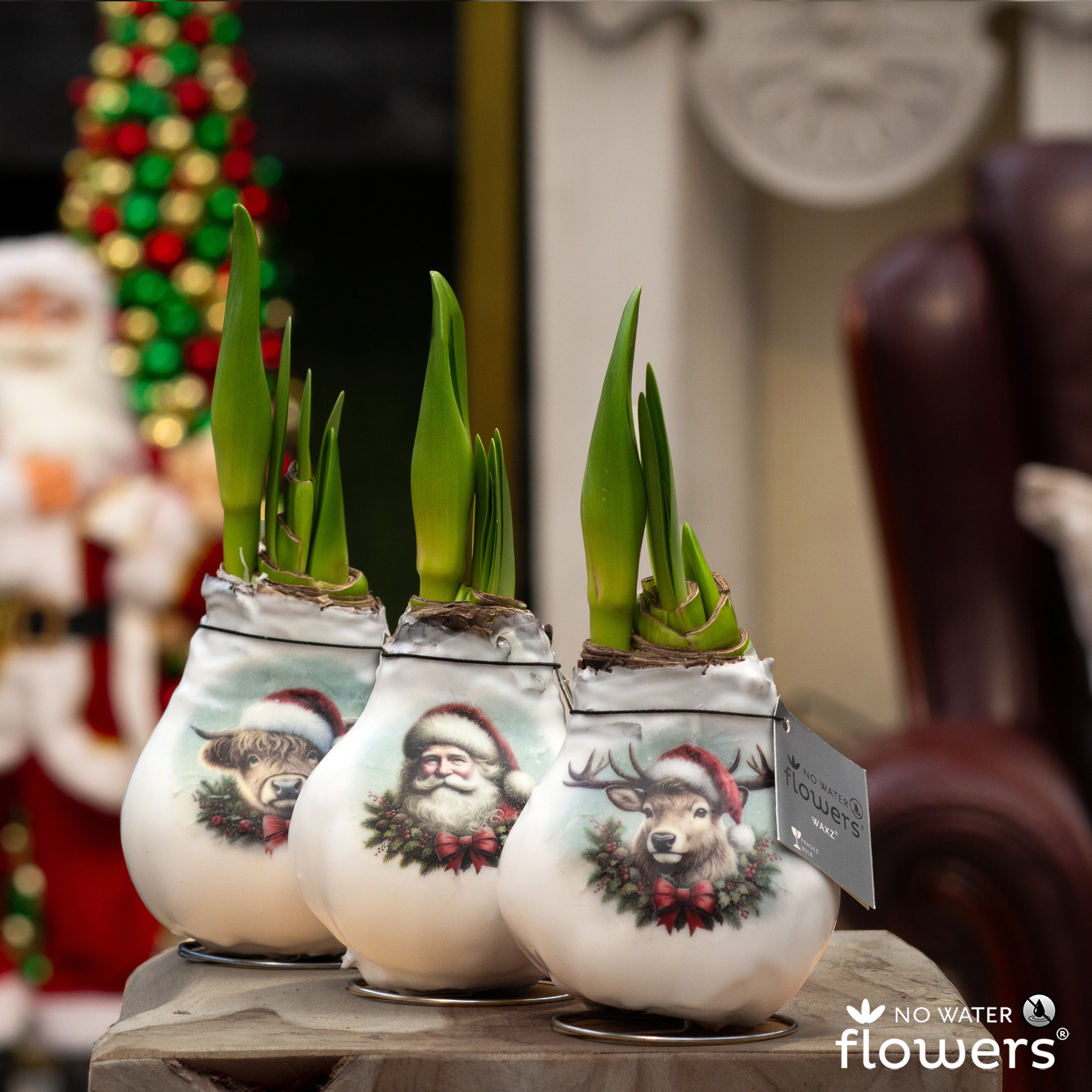Three white waxed amaryllis bulbs featuring images of santa claus, a reindeer, and a highland cow all in santa hats. Bulbs are arranged in a row and green amaryllis sprouts are emerging.