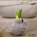 A waxed amaryllis bulb sitting on a brown sofa and covered in soft grey chenille, with green amaryllis buds emerging.
