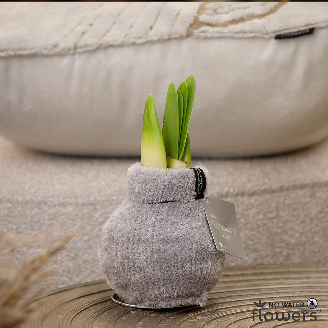 A waxed amaryllis bulb sitting on a brown sofa and covered in soft grey chenille, with green amaryllis buds emerging.