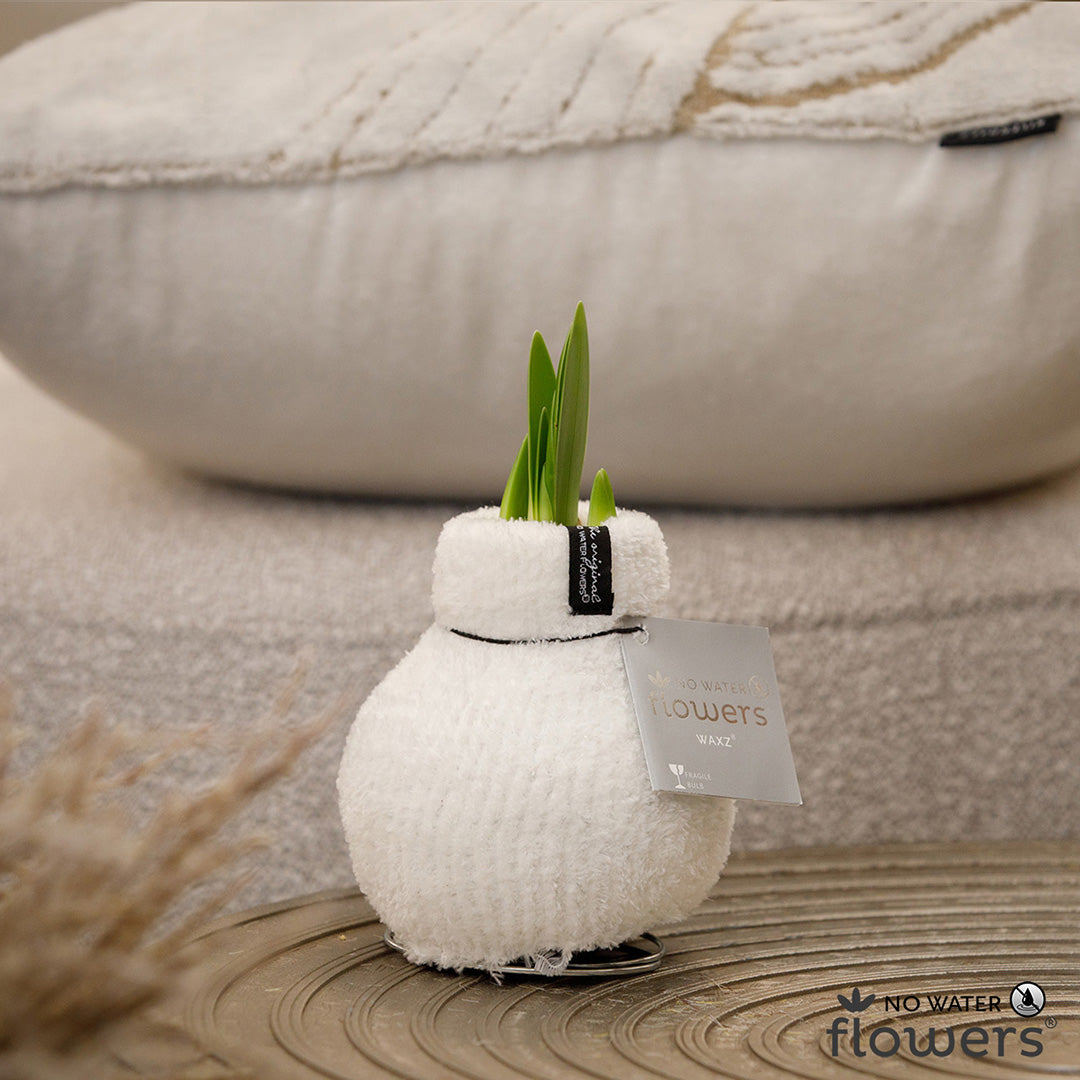 A waxed amaryllis bulb sitting on a brown sofa and covered in soft white chenille, with green amaryllis buds emerging.