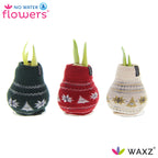 A row of three waxed amaryllis bulbs with sweater coverings in dark green, cream, and red with white nordic-style patterns. 'No Water Flowers' branding is in the background.
