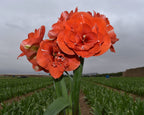 Close-up of vibrant red Nyora Amaryllis flowers with green stems, set against a cloudy sky and lush field. Rows of crops and distant trees stretch across the background.