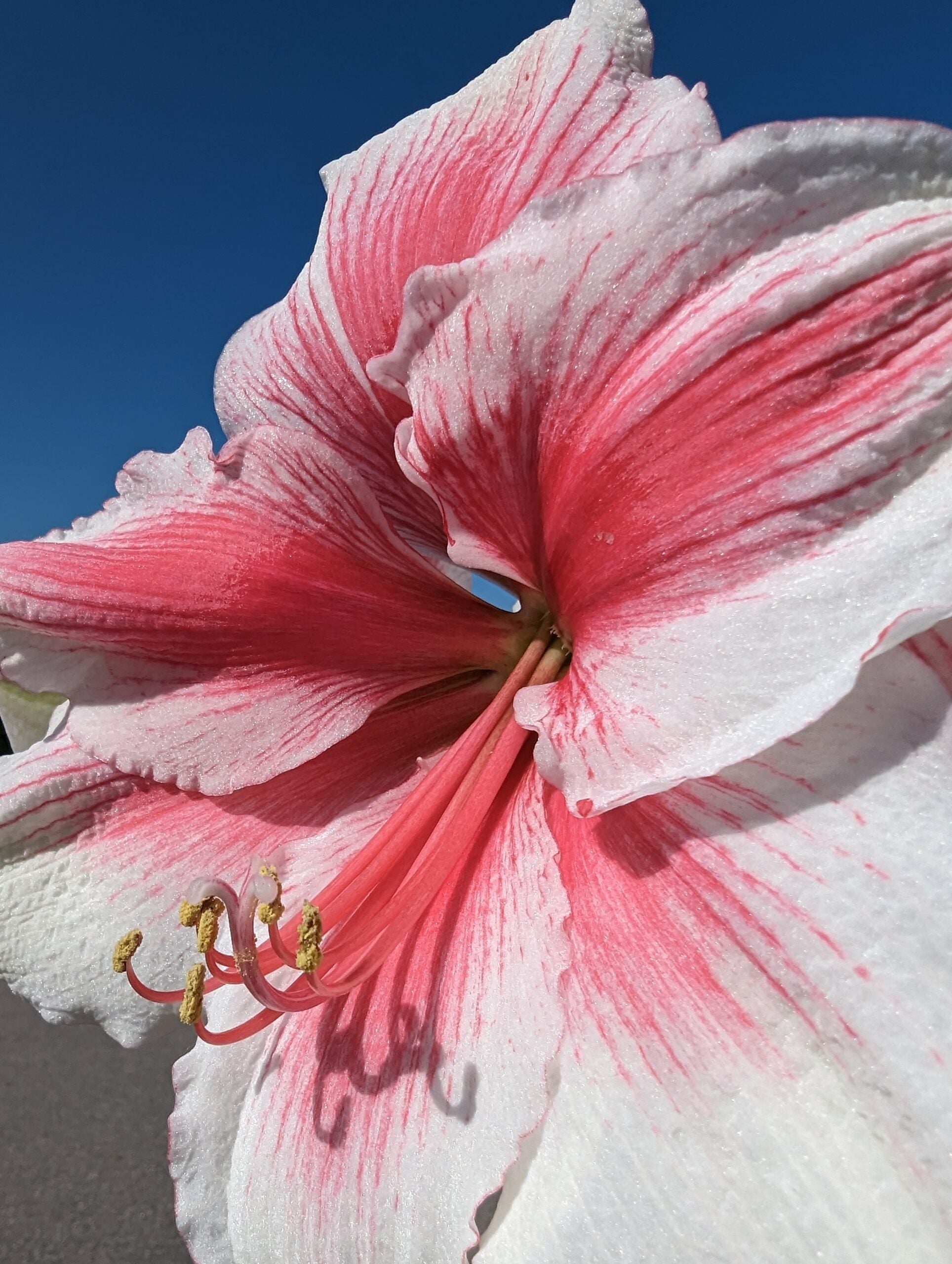 Close-up of Pink Beauty Amaryllis, featuring large white petals with vivid pink streaks and prominent stamens, set against a clear blue sky.