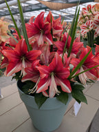 A blue pot filled with vibrant Pink Amazon Amaryllis flowers and lush green leaves sits on a wooden table inside a greenhouse.