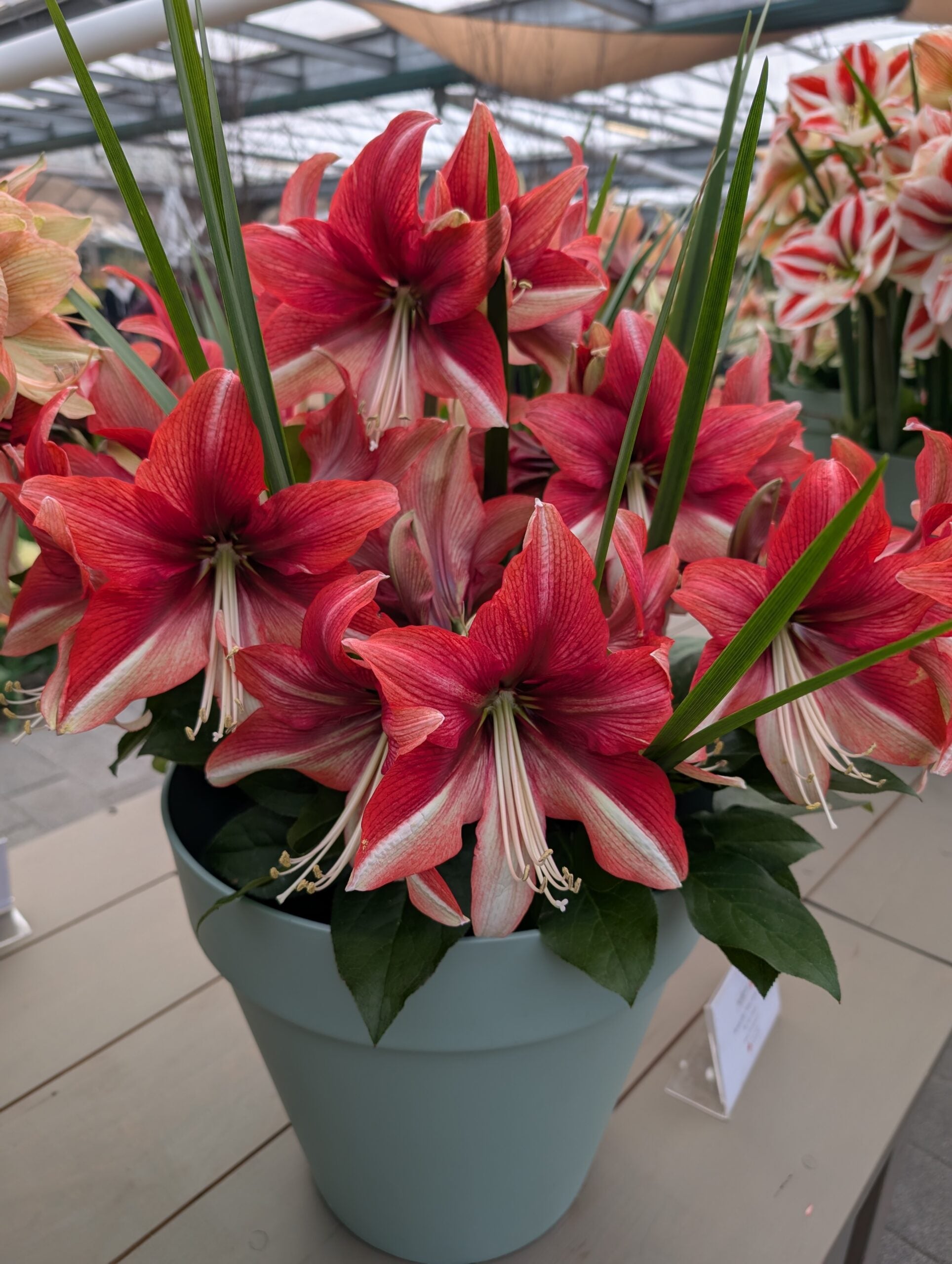 A blue pot filled with vibrant Pink Amazon Amaryllis flowers and lush green leaves sits on a wooden table inside a greenhouse.