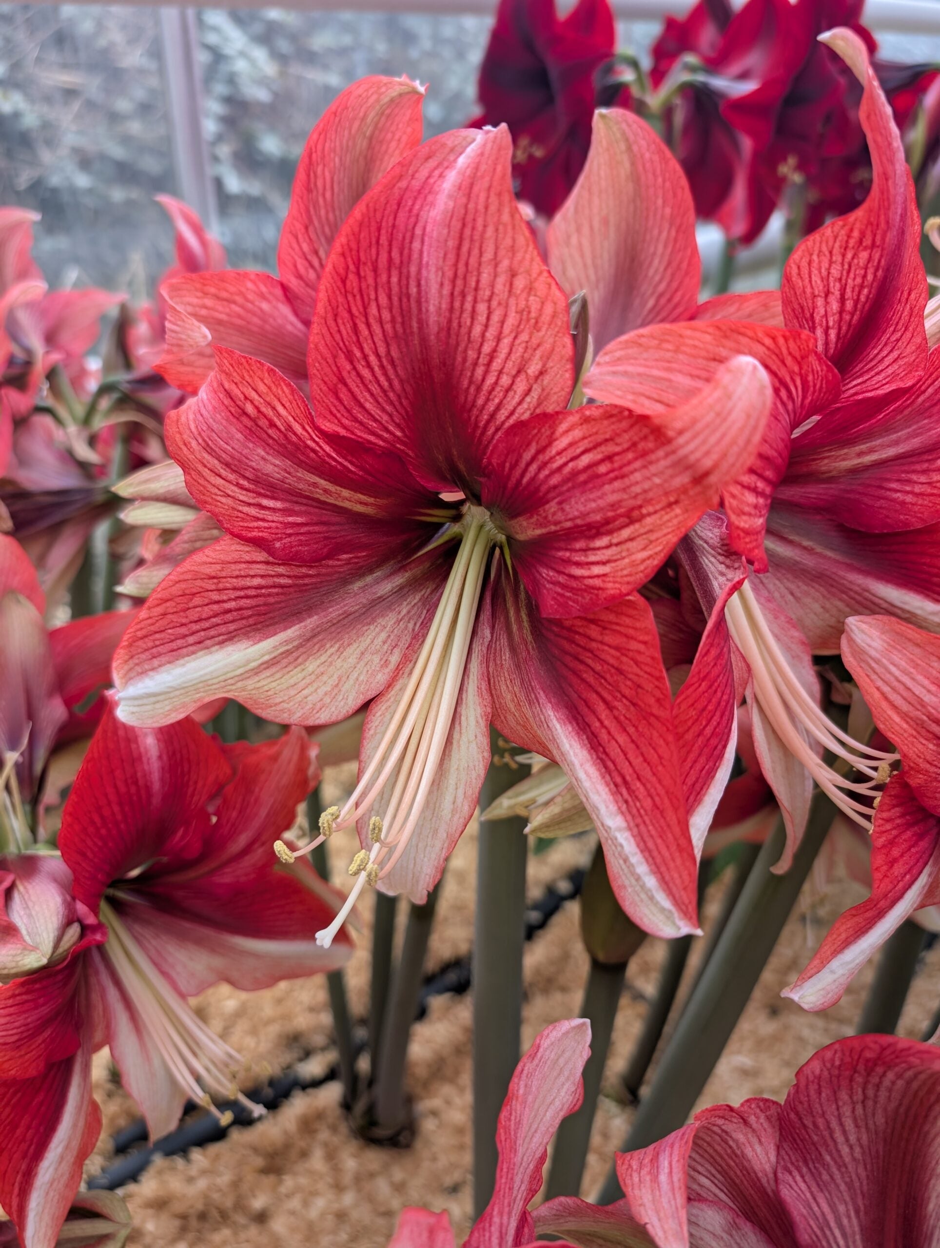 Close-up of Pink Amazon Amaryllis showcasing vibrant pink petals with white streaks, long green stems, and striking white stamens, perfect for adding color to your indoor garden or greenhouse.
