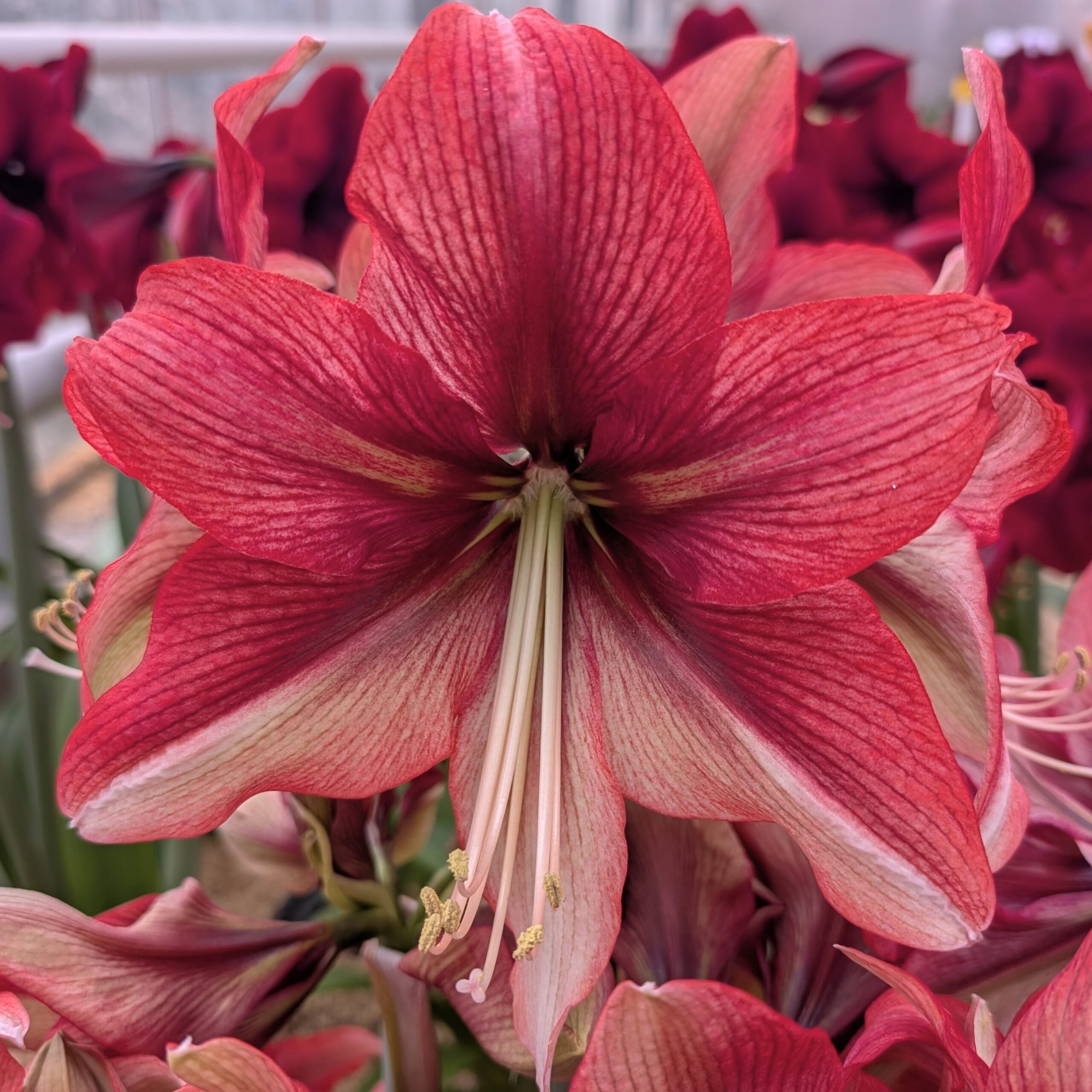 A close-up of the Pink Amazon Amaryllis flower shows its vibrant pink petals with white streaks, long stamens, and a blurred background filled with more red flowers and green stems.